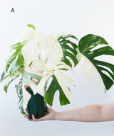 Japanese Monstera Borsigiana Albo(Whole Plant) Pre-Order