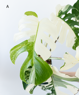 Japanese Monstera Borsigiana Albo(Whole Plant) Pre-Order