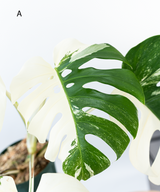 Japanese Monstera Borsigiana Albo(Whole Plant) Pre-Order