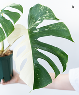 Japanese Monstera Borsigiana Albo(Whole Plant) Pre-Order
