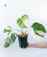 Japanese Monstera Borsigiana Albo(Whole Plant) Pre-Order