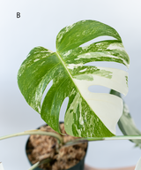 Japanese Monstera Borsigiana Albo(Whole Plant) Pre-Order