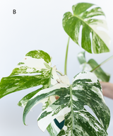 Japanese Monstera Borsigiana Albo(Whole Plant) Pre-Order
