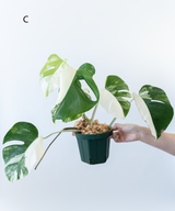 Japanese Monstera Borsigiana Albo(Whole Plant) Pre-Order