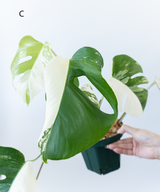 Japanese Monstera Borsigiana Albo(Whole Plant) Pre-Order