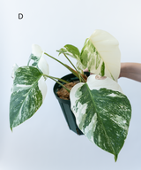 Japanese Monstera Borsigiana Albo(Whole Plant) Pre-Order