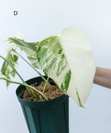 Japanese Monstera Borsigiana Albo(Whole Plant) Pre-Order